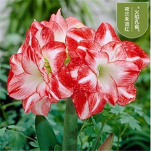 孔雀庭院型号规格 京东