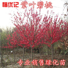 桃花树苗新款 桃花树苗21年新款 京东