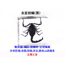 新世界透明标本图片 京东 新世界透明标本图片 京东