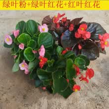 秋海棠花盆栽价格报价行情 京东