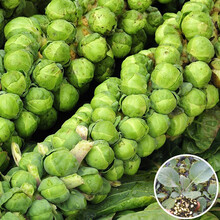 寿禾 孢子甘蓝种子包子甘蓝苗抱子蔬莱高产种籽阳台四季盆栽种菜大棚