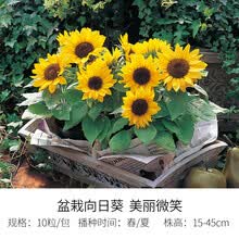 切花向日葵种子新款 切花向日葵种子21年新款 京东