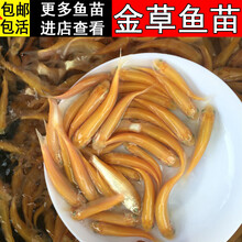 金色小鱼价格报价行情 京东