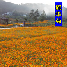 夏季花种新款 夏季花种21年新款 京东