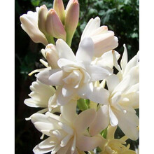 晚香玉盆栽价格报价行情 京东 晚香玉盆栽价格报价行情 京东