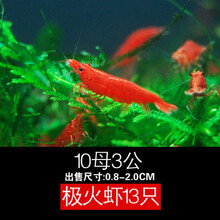 烤漆极火虾排行 京东 烤漆极火虾排行 京东
