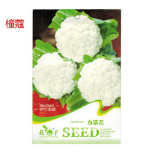 白菜花品牌及商品 京东