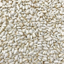 红葵花鹦鹉价格报价行情 京东