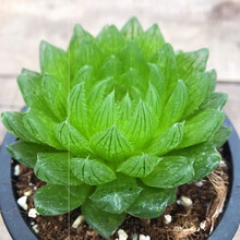 多肉植物樱水晶价格报价行情 京东