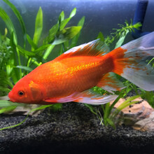 优鱼若宠大红草金鱼金鲫鱼红鲫鱼冷水鱼 精品长尾红草金15-18cm1条