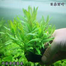 百叶水草新款 百叶水草21年新款 京东