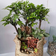 紫檀木盆景新款 紫檀木盆景21年新款 京东 紫檀木盆景新款 紫檀木盆景21年新款 京东