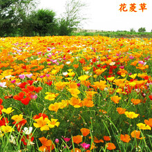 夏季花种子新款 夏季花种子21年新款 京东