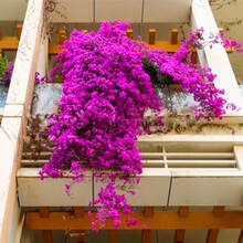 多花蔷薇品牌及商品 京东