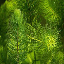 养金鱼水草排行 京东