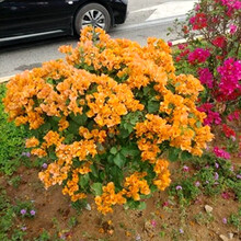 柠檬蔷薇新款 柠檬蔷薇年新款 京东