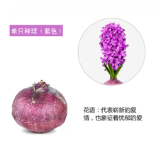 水仙紫色价格报价行情 京东