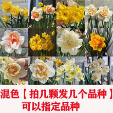 水仙品种新款 水仙品种21年新款 京东