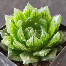 多肉植物樱水晶品牌及商品 京东