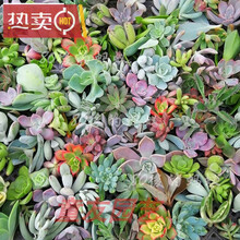 多肉植物品种种子新款 多肉植物品种种子21年新款 京东
