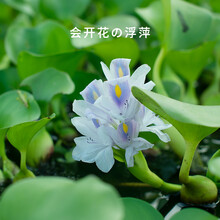 水草花价格报价行情 京东