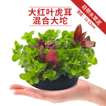 水草大红叶新款 水草大红叶21年新款 京东 水草大红叶新款 水草大红叶21年新款 京东