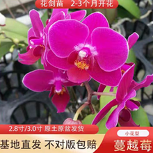 蔓越莓的种植新款 蔓越莓的种植21年新款 京东