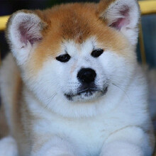 秋田犬价格报价行情 京东