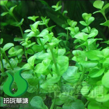 水蓑衣水草新款 水蓑衣水草21年新款 京东