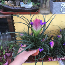 紫花凤梨价格报价行情 京东
