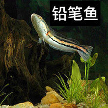 大铅笔鱼品牌及商品 京东