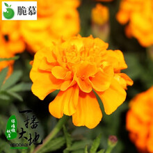 孔雀草新款 孔雀草21年新款 京东