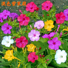 紫茉莉花籽新款 紫茉莉花籽21年新款 京东