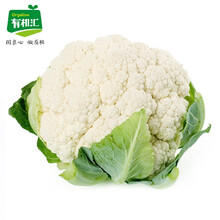 白菜花品牌及商品 京东