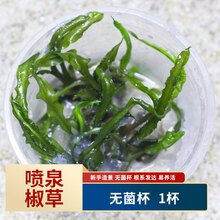 水草喷泉椒草新款 水草喷泉椒草21年新款 京东 水草喷泉椒草新款 水草喷泉椒草21年新款 京东