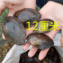 淡水蛤蜊新款 淡水蛤蜊21年新款 京东