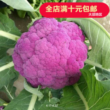 花椰菜营养型号规格 京东