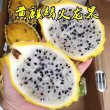 黄麒麟龙果品牌及商品 京东