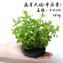 水草虎耳草 京东 水草虎耳草 京东