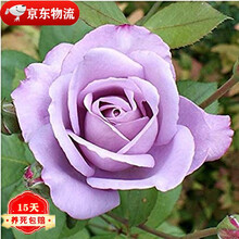 新品切花月季苗新款 新品切花月季苗21年新款 京东