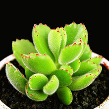 多肉植物熊童子锦品牌及商品 京东