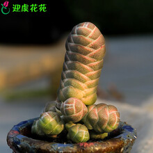 多肉花椿型号规格 京东