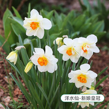 超目玉 かや長8畳用 水仙 夏 夏休み Njoyhotelandsuites Com 超目玉 かや長8畳用 水仙 夏 夏休み Njoyhotelandsuites Com