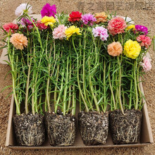 太阳花盆栽价格报价行情 京东