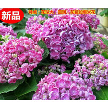 爱莎绣球价格报价行情 京东