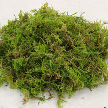 苔藓种植新款 苔藓种植21年新款 京东 苔藓种植新款 苔藓种植21年新款 京东