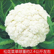 种子花椰菜新款 种子花椰菜21年新款 京东 种子花椰菜新款 种子花椰菜21年新款 京东
