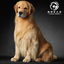 金毛纯种幼犬价格报价行情 京东