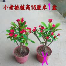 铁海棠刺玫价格报价行情 京东