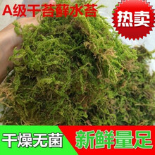 水苔种植新款 水苔种植21年新款 京东 水苔种植新款 水苔种植21年新款 京东